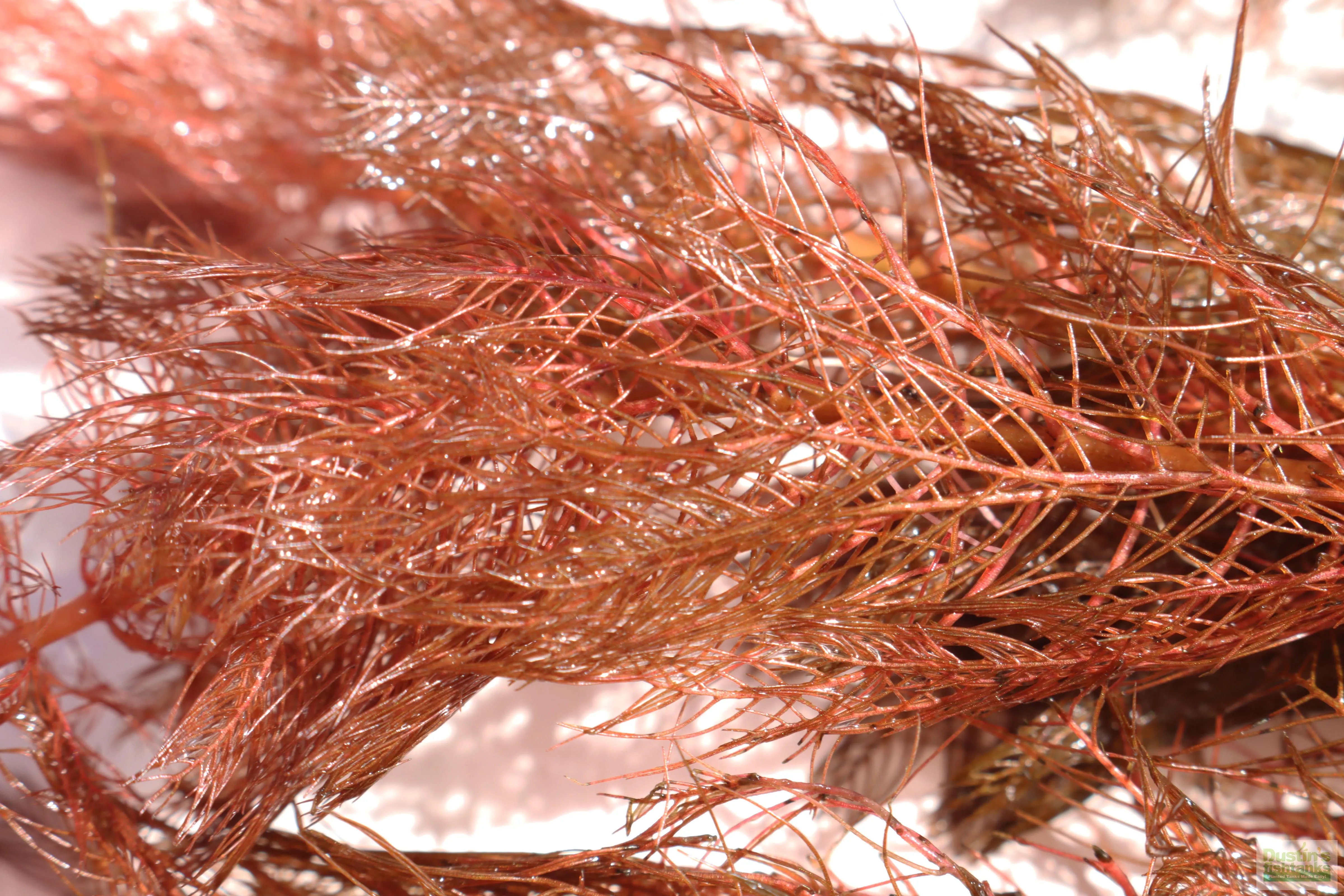 Myriophyllum matogrossense (Dark and Fluffy)