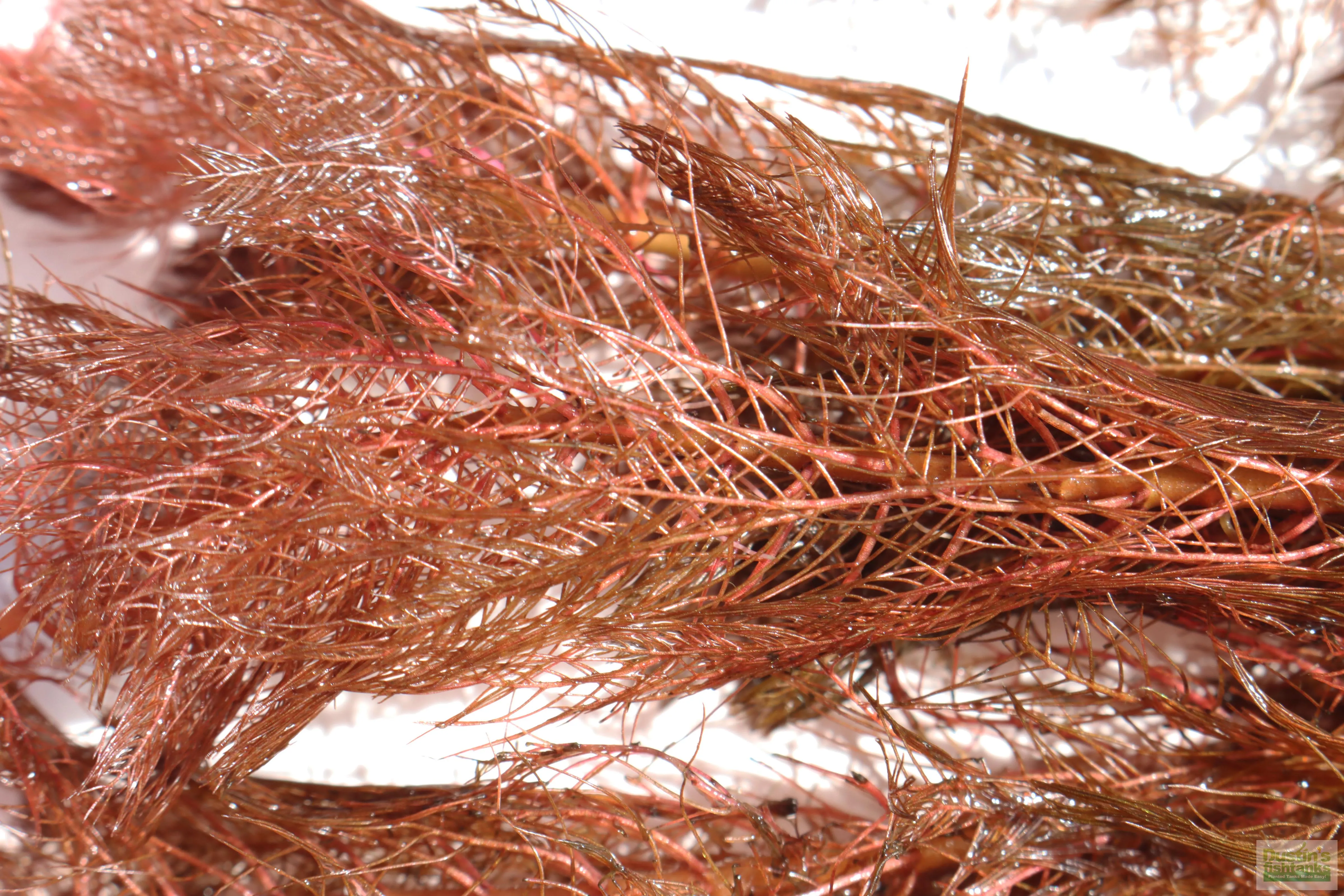 Myriophyllum matogrossense (Dark and Fluffy)