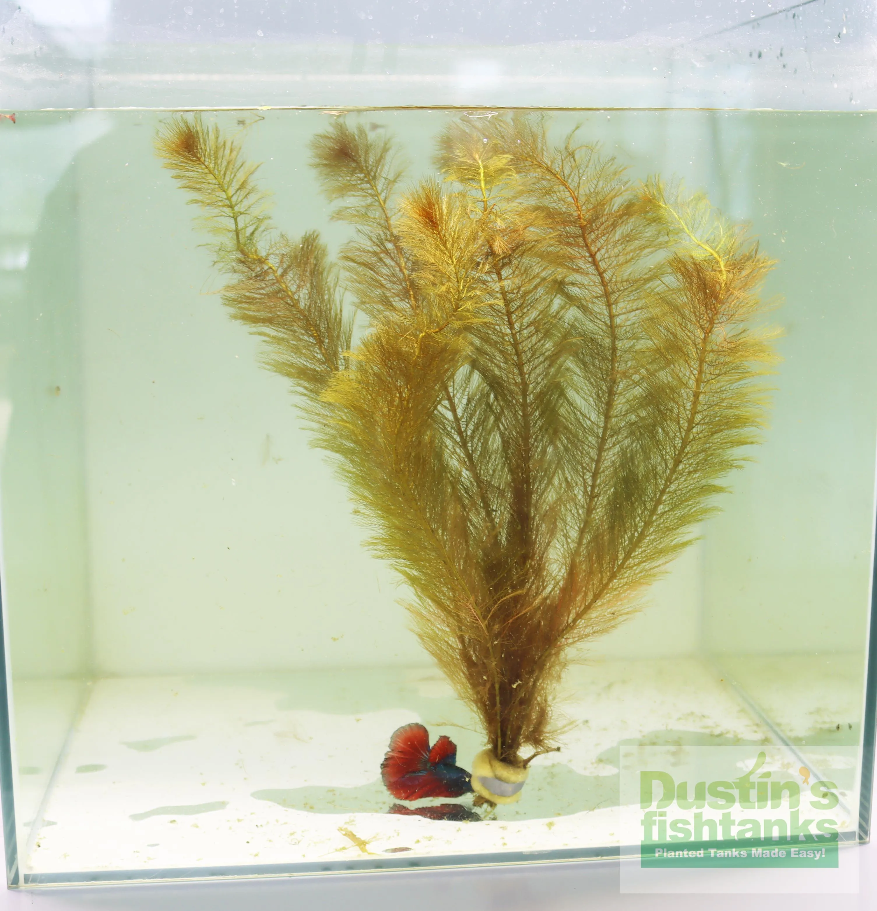 Myriophyllum matogrossense (Dark and Fluffy)