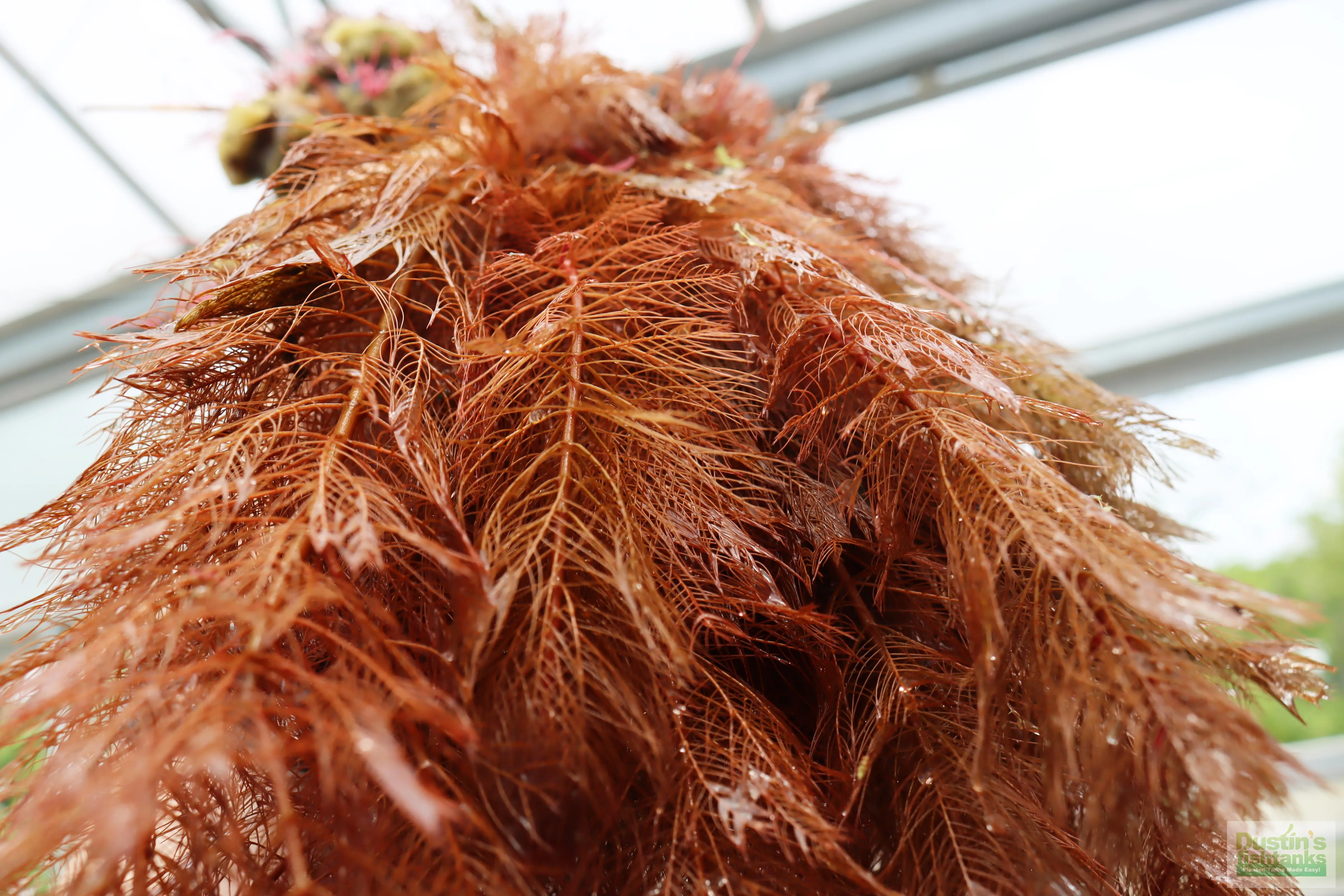 Myriophyllum matogrossense (Dark and Fluffy)