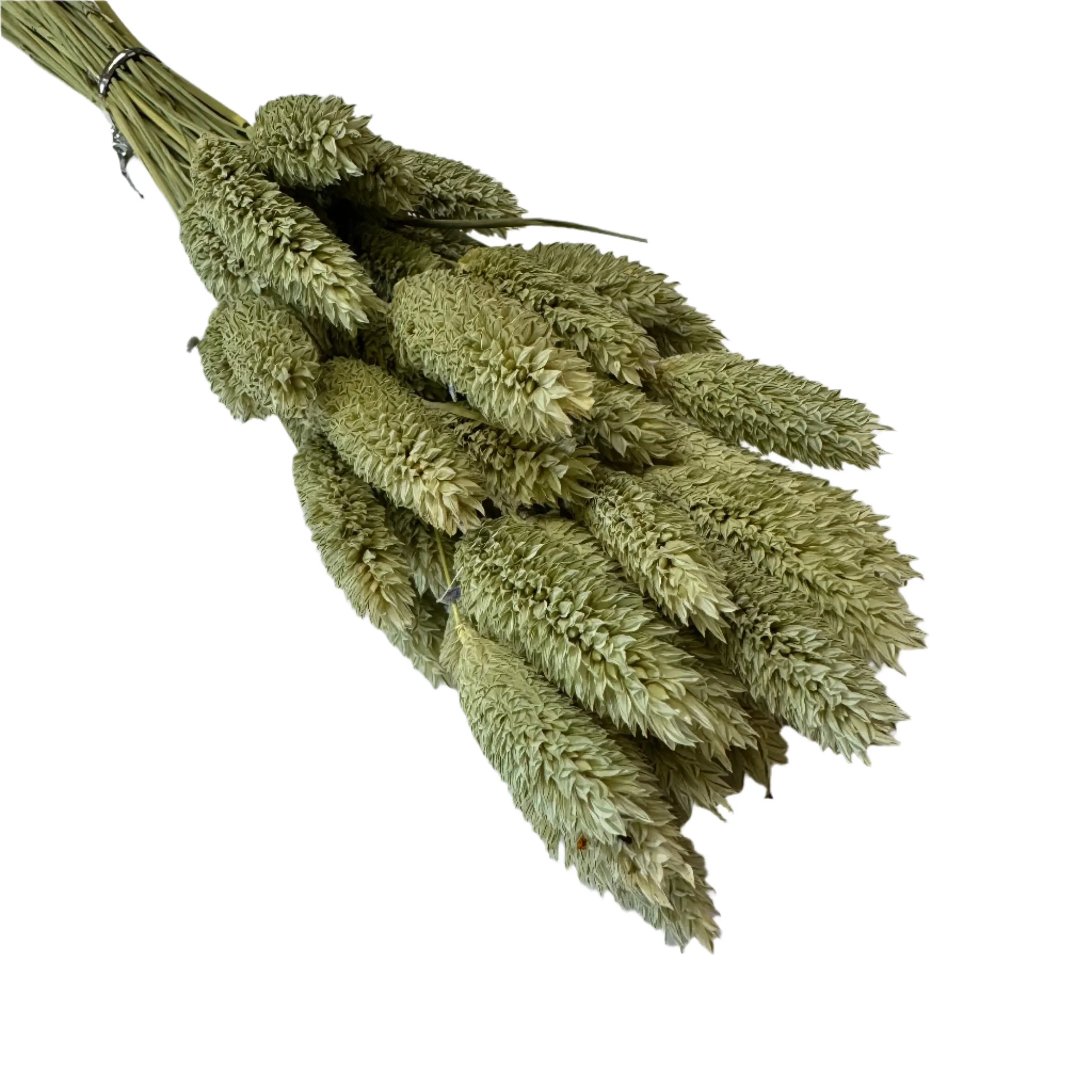 Natural Dried Phalaris Grass Flower Stem Bunch - Natural