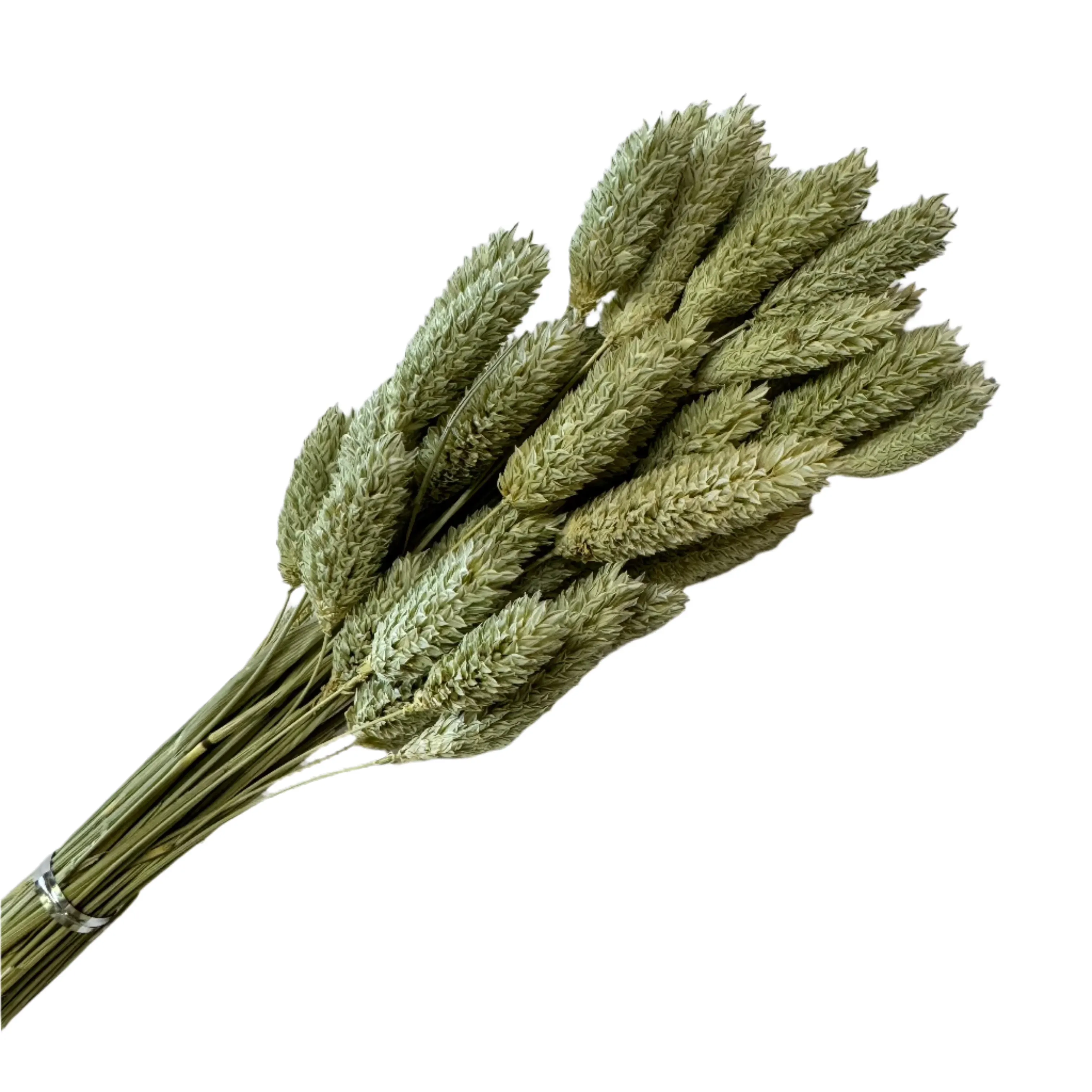 Natural Dried Phalaris Grass Flower Stem Bunch - Natural